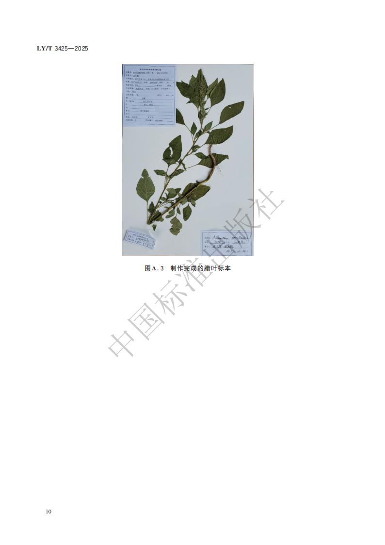 LY-T 3425-2025 林草有害生物标本制作与保藏规范_16.jpg
